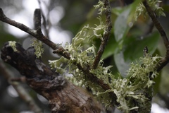 Ramalina denticulata