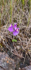 Utricularia reniformis