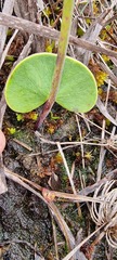 Utricularia reniformis