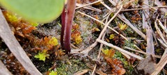 Utricularia reniformis