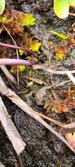 Utricularia reniformis