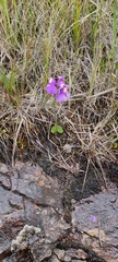 Utricularia reniformis