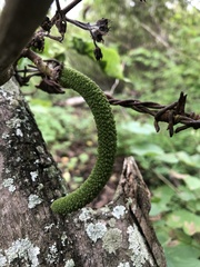 Fridericia schumanniana