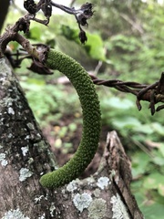 Fridericia schumanniana