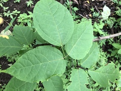 Fridericia schumanniana