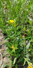 Lithospermum canescens