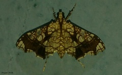Sisyracera subulalis