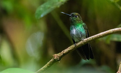 Haplophaedia aureliae