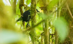 Scytalopus alvarezlopezi