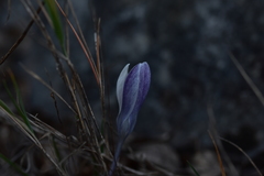 Crocus weldenii