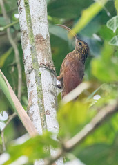 Campylorhamphus pusillus