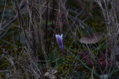 Crocus weldenii