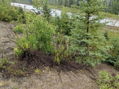 Artemisia longifolia
