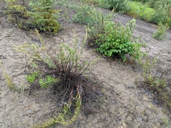 Artemisia longifolia