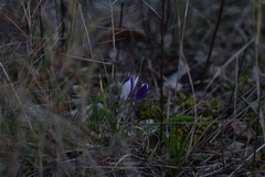 Crocus weldenii