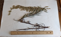 Artemisia longifolia