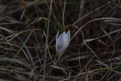 Crocus weldenii