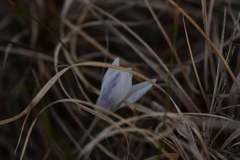 Crocus weldenii