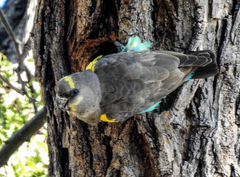 Poicephalus meyeri damarensis
