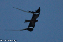 Caprimulgus vexillarius