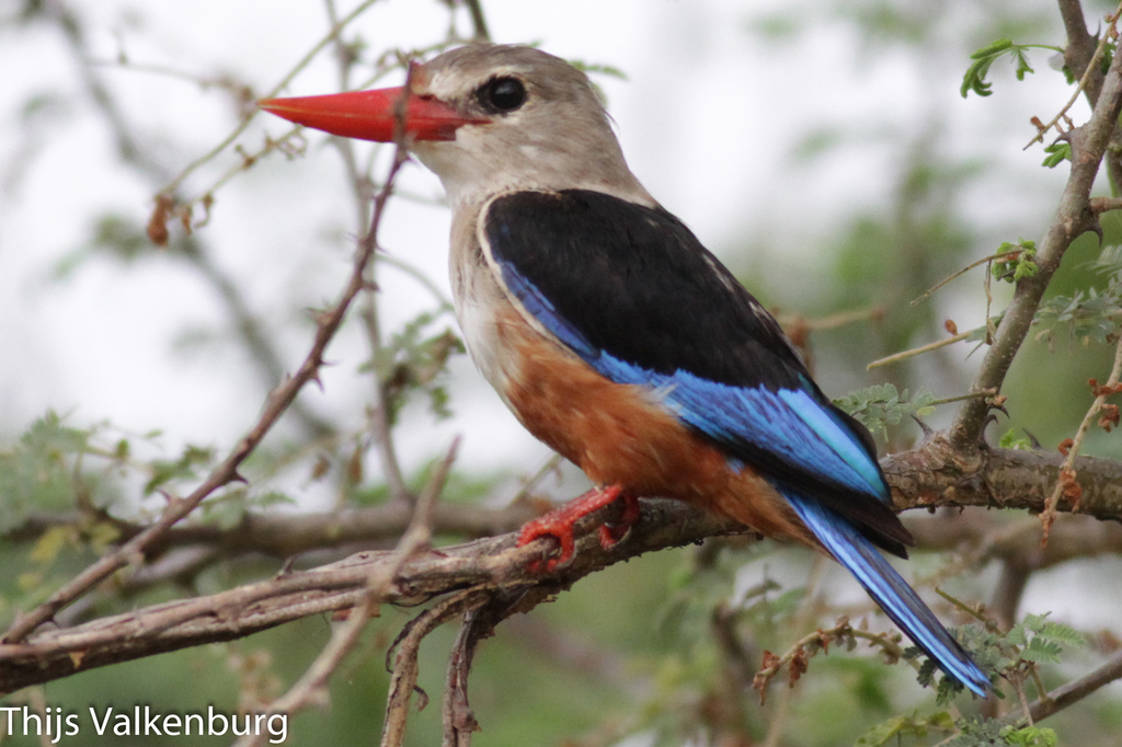 Grey-Headed Kingfisher