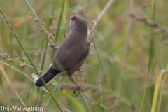 Estrilda troglodytes