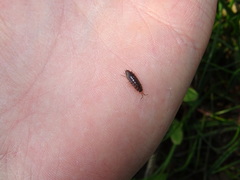 Chaetophiloscia elongata