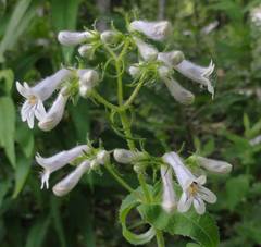 Penstemon kralii