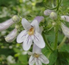 Penstemon kralii