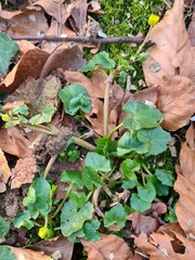 Ficaria verna
