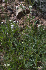 Cryptantha utahensis