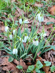 Galanthus nivalis