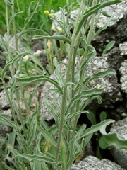 Aurinia sinuata
