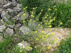 Aurinia sinuata