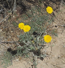 Baileya pleniradiata