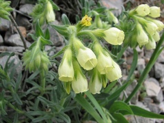 Onosma pseudoarenaria