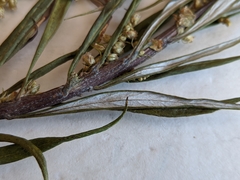 Artemisia longifolia