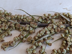 Artemisia longifolia