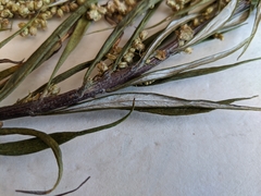 Artemisia longifolia