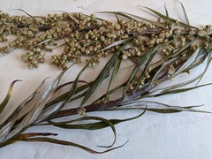 Artemisia longifolia