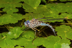 Rhionaeschna pallipes