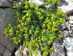 Euphorbia fragifera