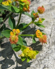 Euphorbia fragifera