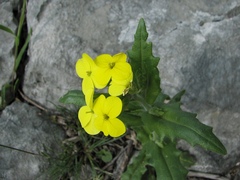 Biscutella cichoriifolia