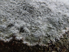 Pertusaria corallina