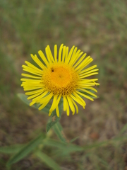 Pentanema salicinum
