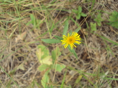 Pentanema salicinum