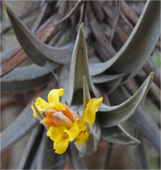 Yellow Star (Tillandsia ixioides)