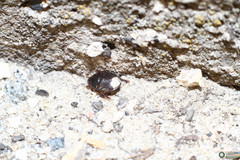 Microporus nigrita