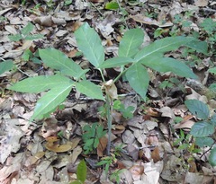 Arisaema dracontium image